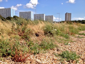 Weston Shore at the end of the litter pick looking beautiful in the summer sunshine.
